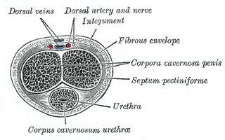 Illustration for article titled This Is How Penile Erection Actually Works